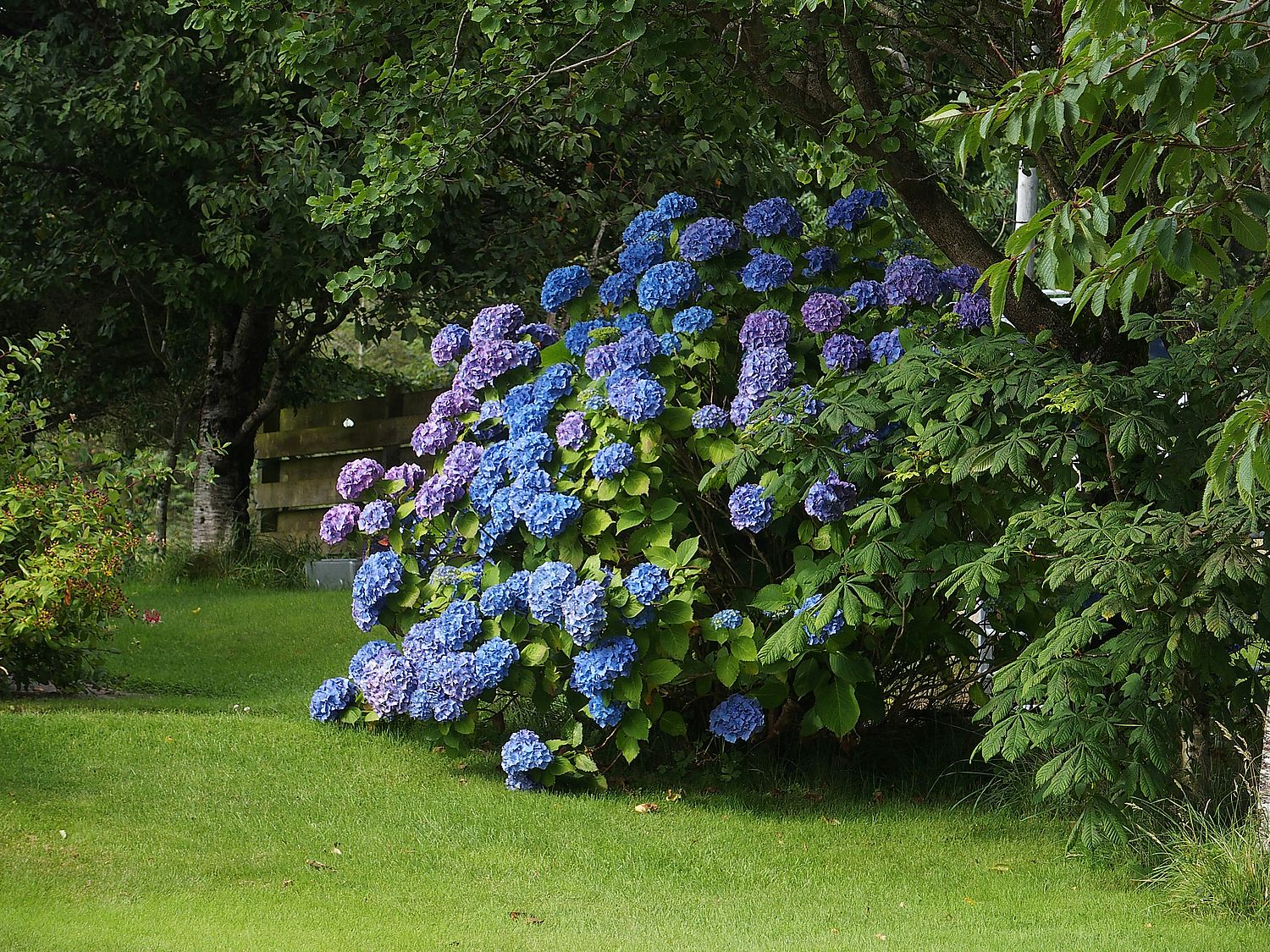 Skocia kék hortenzia